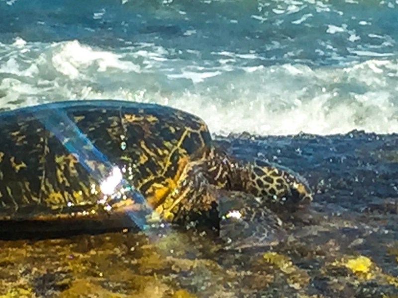 Finding My Turtle&nbsp;Spirit