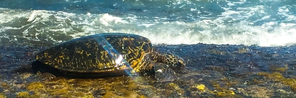 Finding My Turtle Spirit